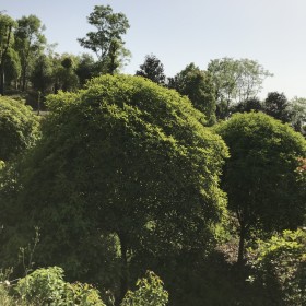 湖北桂花树多少钱一棵？