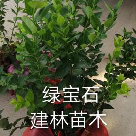 地栽绿宝石蓝莓苗价格蓝莓苗多少钱棵哪里有卖蓝莓苗