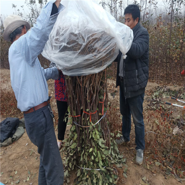 烟富8号苹果苗