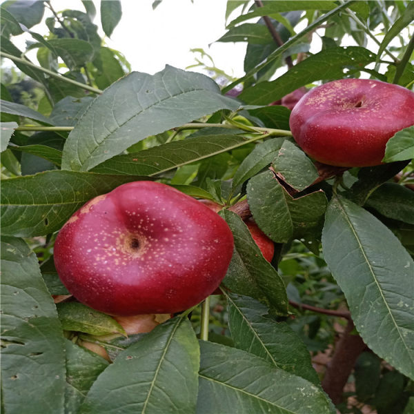 油蟠桃5桃树苗