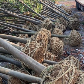 湖北移植栾树价格 移植栾树多少钱一棵