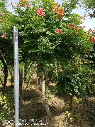 長期供應凌霄 紫藤 油麻藤 爬山虎