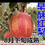 早酥紅梨梨樹苗多少錢哪里有 1公分公分早酥紅梨梨樹苗價格