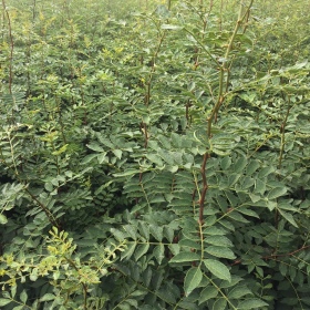 大红袍花椒苗哪里有  大红袍花椒苗的批发价格