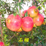 1公分蒙陽紅石榴苗哪家好