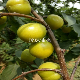 珍珠油杏樹苗適宜哪里種植 珍珠油杏杏樹苗畝產(chǎn)量