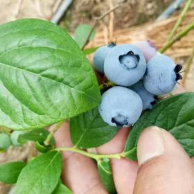 布里吉塔蓝莓苗 山东蓝莓苗 布里吉塔蓝莓苗价格多少钱