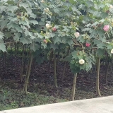 12公分木芙蓉價格|木芙蓉基地報價|成都市花多少錢