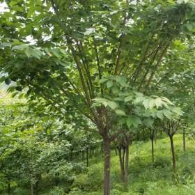 12公分樱花价格| 樱花市场价格|湖北樱花基地报价