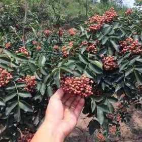 大红袍花椒苗 基地1年 花椒苗今年多少钱一棵