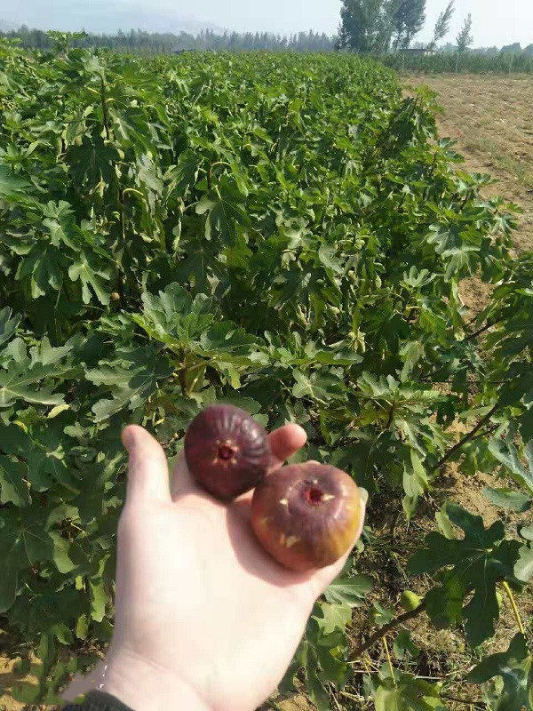 無花果苗