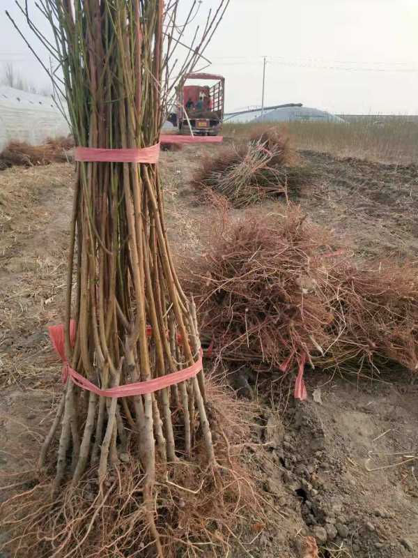 风味天后桃树苗