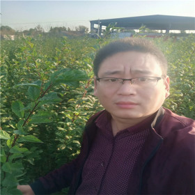 秋姬李子苗 1公分秋姬李子苗適宜種植地區(qū)