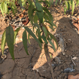 山桃苗價(jià)格 批發(fā)荒山造林山桃苗