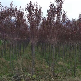 西安戶縣3000顆紅葉李，2塊錢