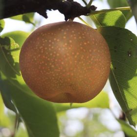 蜜梨树苗供应 蜜梨树苗简介