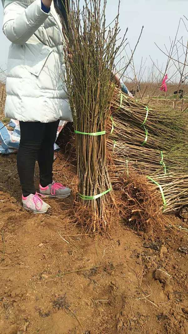 中油4號桃樹苗