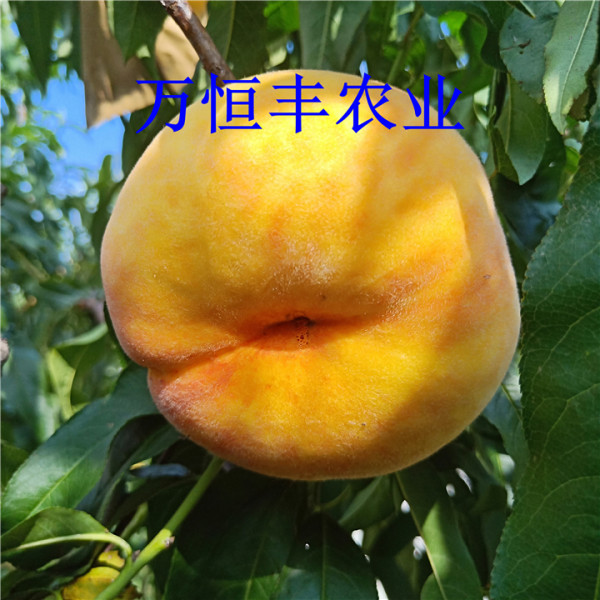 桃树苗