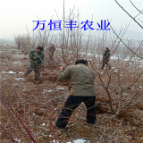 桃树苗品种供应，桃树苗批发基地，油桃桃树苗批发