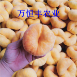 桃树苗品种供应，桃树苗品种，油桃桃树苗批发