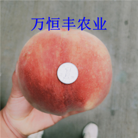 桃樹苗價(jià)格行情，桃樹苗哪里有賣嗎?冬桃桃樹苗批發(fā)