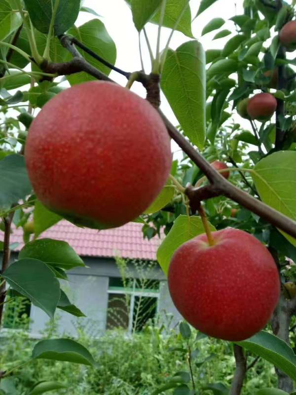 紅香酥梨樹苗