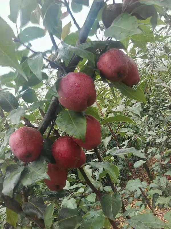 紅香酥梨樹苗