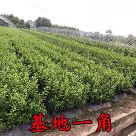 兩年阿思蜜柑橘苗（阿斯蜜）