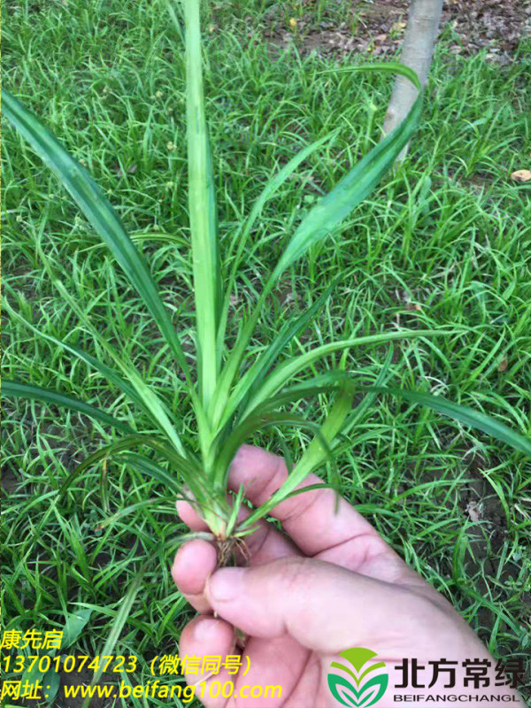 嶗峪苔草