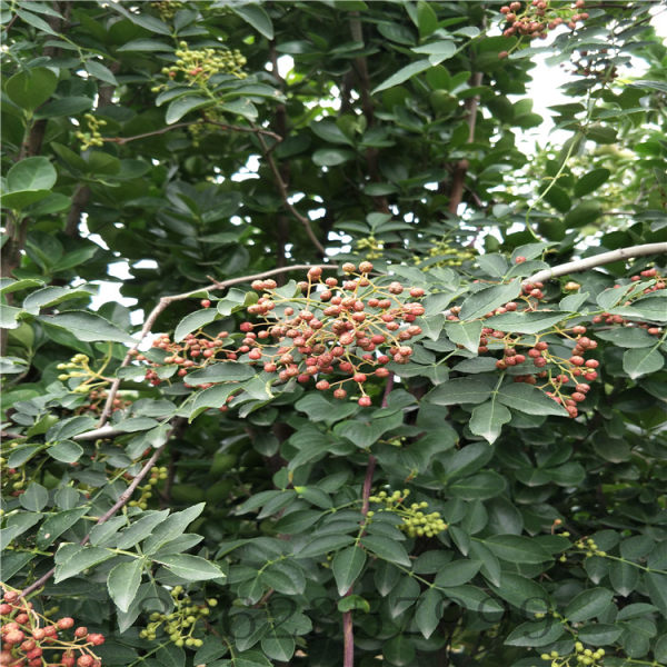 花椒苗批发