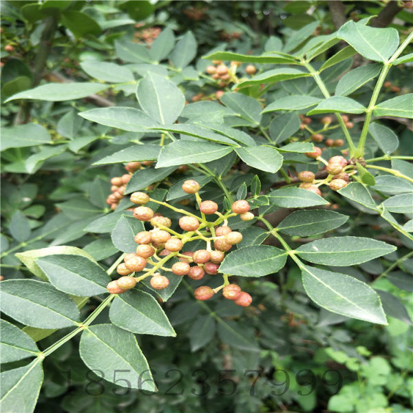 花椒苗价格