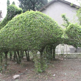 小叶女贞十二生肖|小叶女贞花瓶|小叶女贞植物编制图片