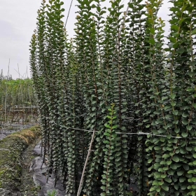 四川紫薇小苗种植户紫薇小苗2米高紫薇小苗批发价