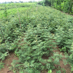 花椒价格  花椒苗病虫害防治