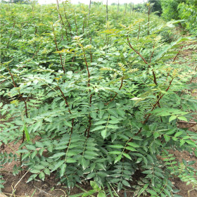 花椒苗基地栽培 花椒苗简介