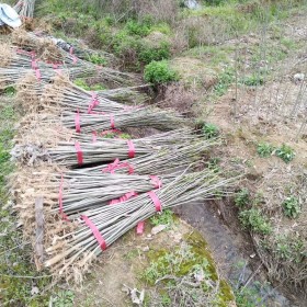 无患子价格 江西无患子基地