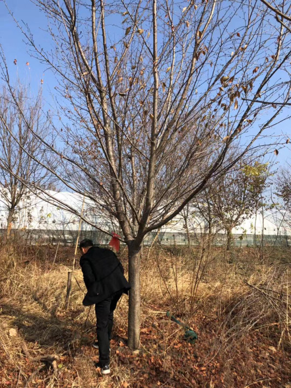 日本早樱多少钱一株(日本早樱什么时候开花)