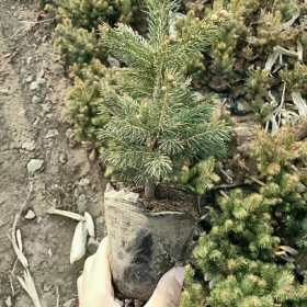 供应秋季新出圃苗木