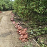 3公分香樟價(jià)格 江西香樟基地