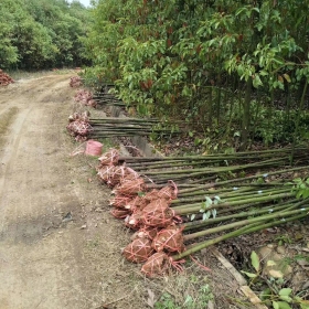 3公分香樟价格 江西香樟基地