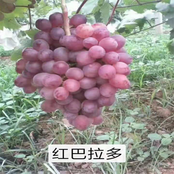 葡萄苗