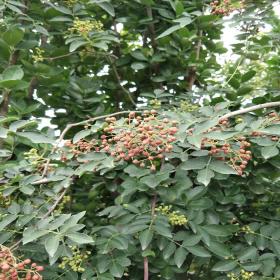 山东花椒苗供应基地 花椒苗价格