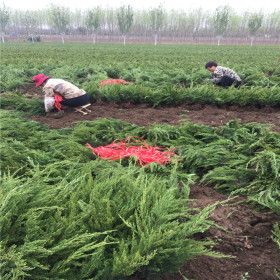 泰安营养钵龙柏苗基地 营养钵龙柏价格