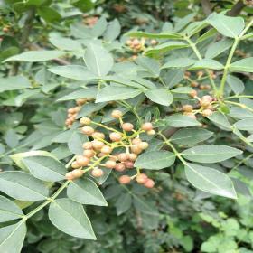 60公分花椒苗基地批发价格 花椒苗