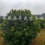 江西楊梅球價(jià)格 江西楊梅樹價(jià)格 江西楊梅樹基地 楊梅樹便宜