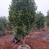 6公分茶花冠130公分价格、地径6公分茶花、江西茶花价格