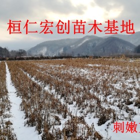 刺嫩芽苗批发  桓仁宏创苗木厂家直销  质量好 价格低