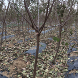 荷兰香蜜杏几月份成熟 适合南方种植的果树苗 新品种杏树苗价格