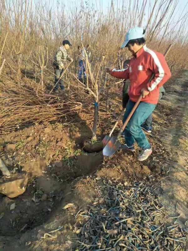 珍珠油杏树苗