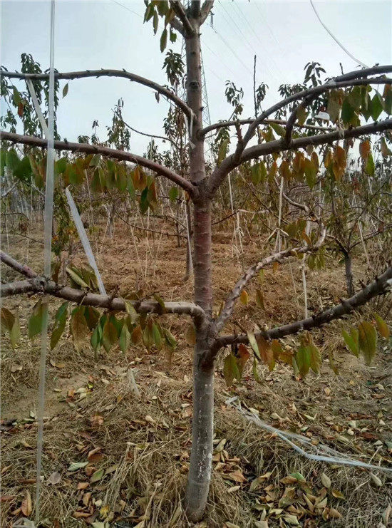 矮化樱桃树基地